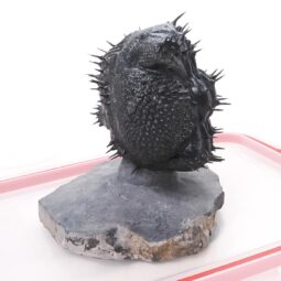 Spiny Trilobite Fossil Specimen DB719 | Crystal Factory