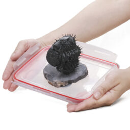 Spiny Trilobite Fossil Specimen DB719 | Crystal Factory