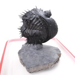 Spiny Trilobite Fossil Specimen DB719 | Crystal Factory