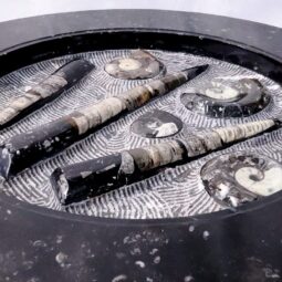 Ancient Fossil Orthoceras Stone Table | Crystal Factory
