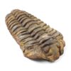 Trilobite Fossil Specimen | Crystal Factory