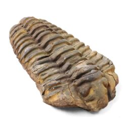 Trilobite Fossil Specimen | Crystal Factory