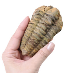 Trilobite Fossil Specimen | Crystal Factory