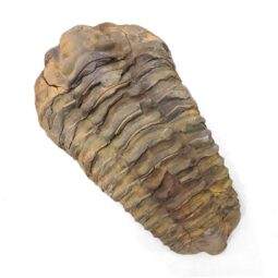 Trilobite Fossil Specimen | Crystal Factory