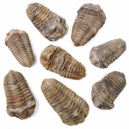 Trilobite Fossil Specimen | Crystal Factory