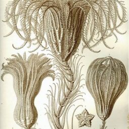Crinoid