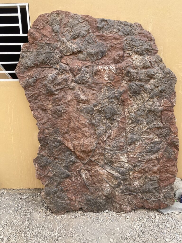 How We Travel the World to Source Our Crystals - Morocco 2024 6 Crinoid fossil preserved in polished Moroccan limestone