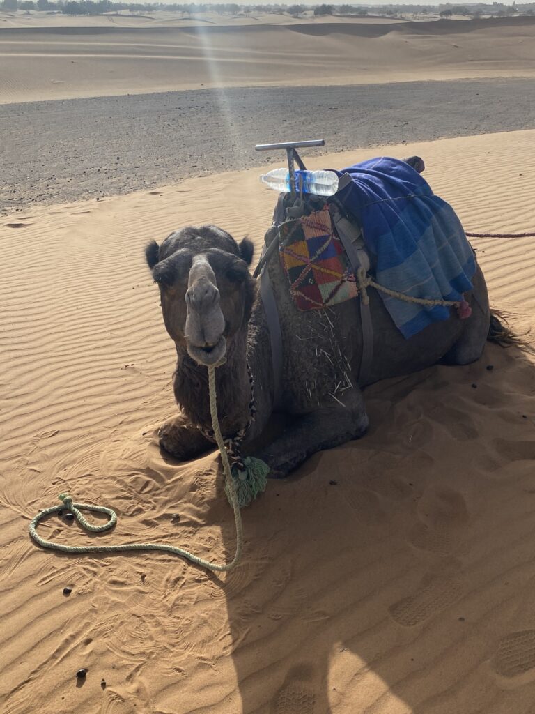How We Travel the World to Source Our Crystals - Morocco 2024 5 Moroccan camel resting near the Sahara Desert in Merzouga