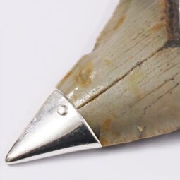 Megalodon Shark Tooth Necklace with Fire Opal V53 | Crystal Factory