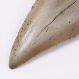 Megalodon Shark Tooth Necklace with Fire Opal V54 | Crystal Factory