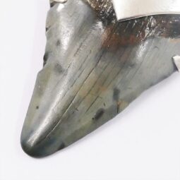 Megalodon Shark Tooth Necklace with Fire Opal V55 | Crystal Factory