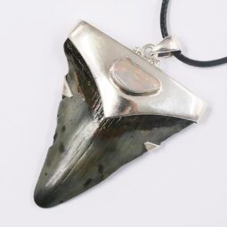 Megalodon Shark Tooth Necklace with Fire Opal V55 | Crystal Factory