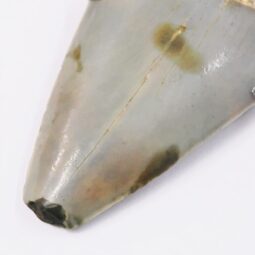 Megalodon Shark Tooth Necklace with Fire Opal V56 8 Megalodon Shark Tooth Necklace with Fire Opal V56 | Crystal Factory