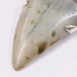 Megalodon Shark Tooth Necklace with Fire Opal V57 | Crystal Factory