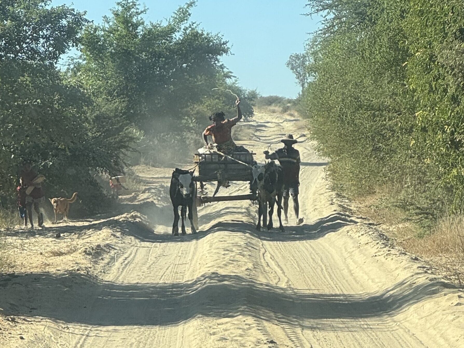 How We Travel the World to Source Our Crystals – Madagascar 2026 7 Traditional ox-drawn cart on unsealed dirt road in Madagascar