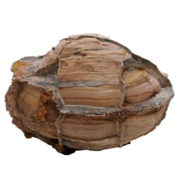 Moroccan Septarian Nodule P2189 | Crystal Facctory