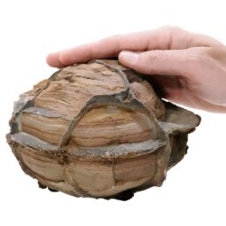 Moroccan Septarian Nodule P2189 | Crystal Facctory
