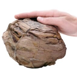 Moroccan Septarian Nodule P2190 | Crystal Facctory