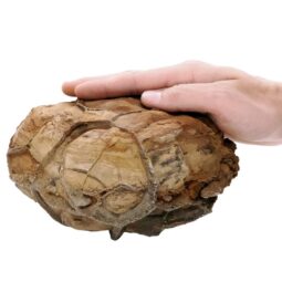 Moroccan Septarian Nodule P2191 | Crystal Facctory