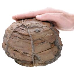 Moroccan Septarian Nodule P2192 | Crystal Facctory
