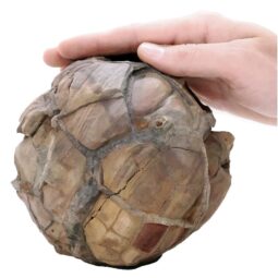 Moroccan Septarian Nodule P2193 | Crystal Facctory