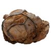 Moroccan Septarian Nodule P2194 | Crystal Facctory