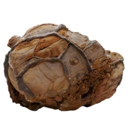 Moroccan Septarian Nodule P2194 | Crystal Facctory