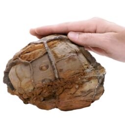 Moroccan Septarian Nodule P2194 | Crystal Facctory