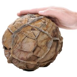 Moroccan Septarian Nodule P2195 | Crystal Facctory