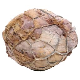 Moroccan Septarian Nodule P2196 | Crystal Facctory