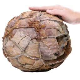 Moroccan Septarian Nodule P2196 | Crystal Facctory