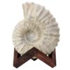 Agadir Ammonite Fossil 12cm Wooden Stand T3239 | Crystal Facctory