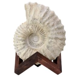 Agadir Ammonite Fossil 12cm Wooden Stand T3239 | Crystal Facctory