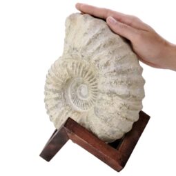 Agadir Ammonite Fossil 12cm Wooden Stand T3239 | Crystal Facctory