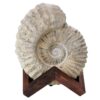 Agadir Ammonite Fossil 12cm Wooden Stand T3240 | Crystal Facctory
