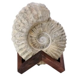 Agadir Ammonite Fossil 12cm Wooden Stand T3240 | Crystal Facctory