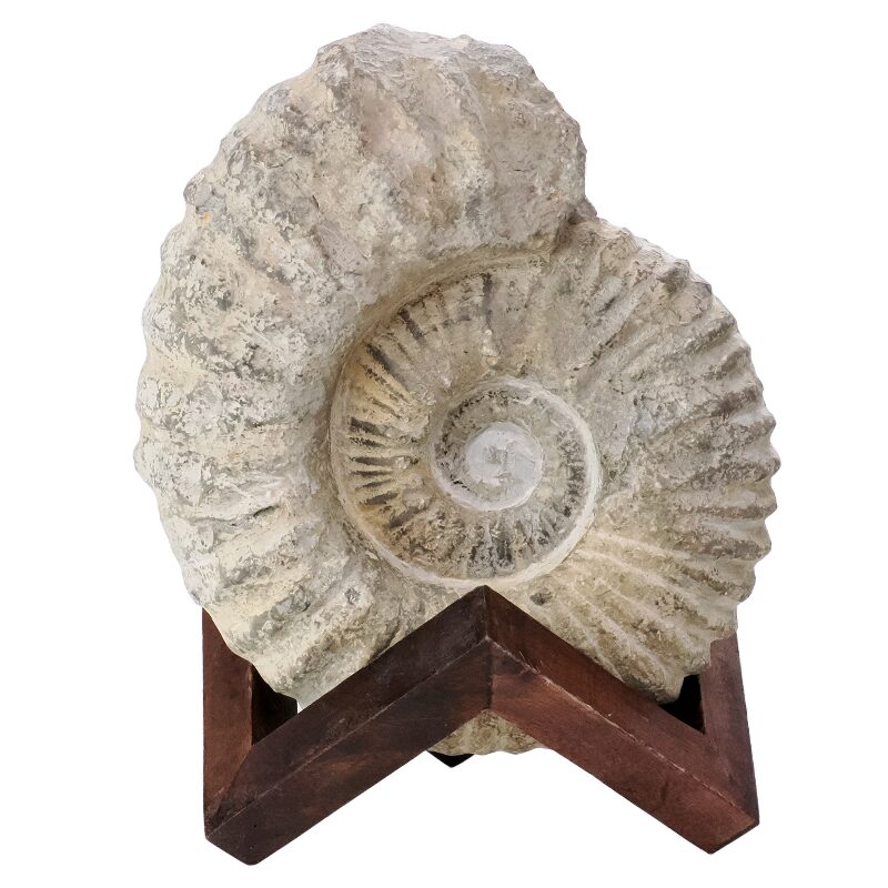 5.4kg Agadir Ammonite Fossil 12cm Wooden Stand T3240 3 Agadir Ammonite Fossil 12cm Wooden Stand T3240 | Crystal Facctory