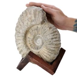 Agadir Ammonite Fossil 12cm Wooden Stand T3240 | Crystal Facctory