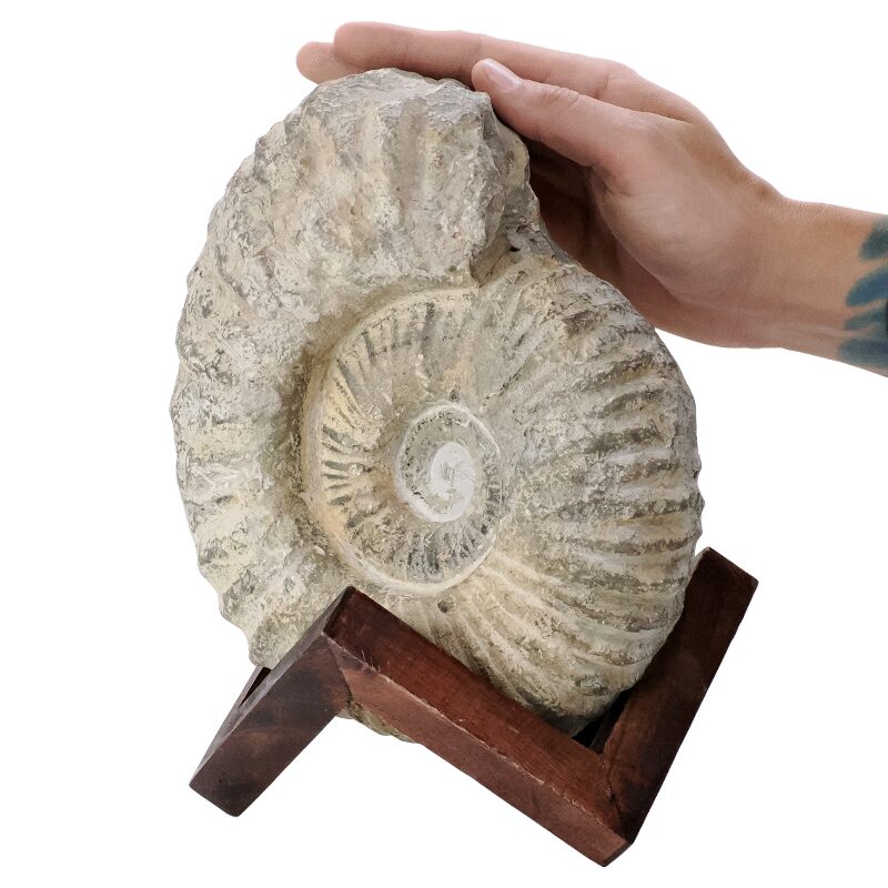 5.4kg Agadir Ammonite Fossil 12cm Wooden Stand T3240 4 Agadir Ammonite Fossil 12cm Wooden Stand T3240 | Crystal Facctory
