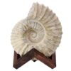 Agadir Ammonite Fossil 12cm Wooden Stand T3241 | Crystal Facctory