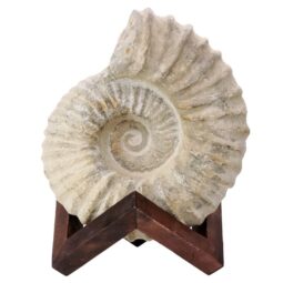 Agadir Ammonite Fossil 12cm Wooden Stand T3241 | Crystal Facctory