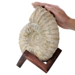 Agadir Ammonite Fossil 12cm Wooden Stand T3241 | Crystal Facctory