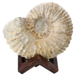 Agadir Ammonite Fossil 12cm Wooden Stand T3242 | Crystal Facctory