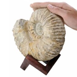 Agadir Ammonite Fossil 12cm Wooden Stand T3242 | Crystal Facctory