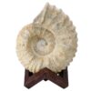Agadir Ammonite Fossil 12cm Wooden Stand T3243 | Crystal Facctory
