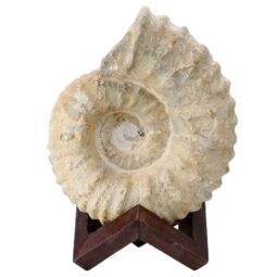 Agadir Ammonite Fossil 12cm Wooden Stand T3243 | Crystal Facctory