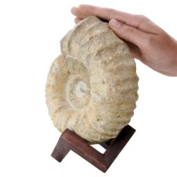 Agadir Ammonite Fossil 12cm Wooden Stand T3243 | Crystal Facctory