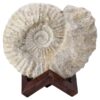 Agadir Ammonite Fossil 12cm Wooden Stand T3244 | Crystal Facctory