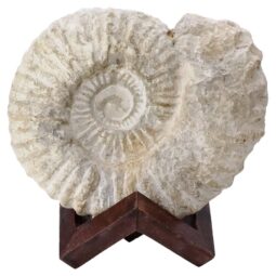 Agadir Ammonite Fossil 12cm Wooden Stand T3244 | Crystal Facctory