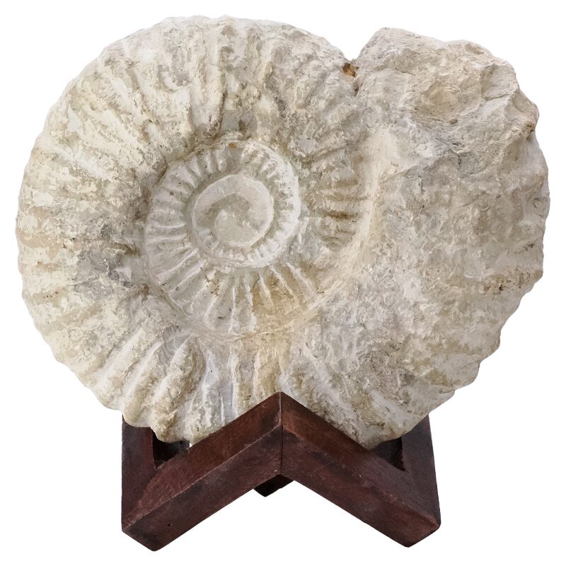 2.3kg Agadir Ammonite Fossil 8cm Wooden Stand T3244 3 Agadir Ammonite Fossil 12cm Wooden Stand T3244 | Crystal Facctory